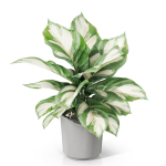 Plants collection 1038
