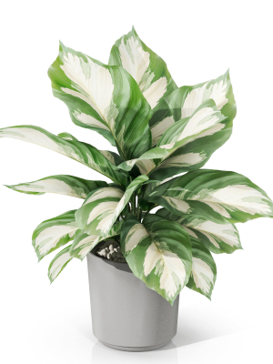 plants-collection-1038-3d-model-d60d921cb3