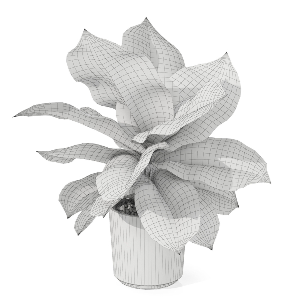Plants collection 1038