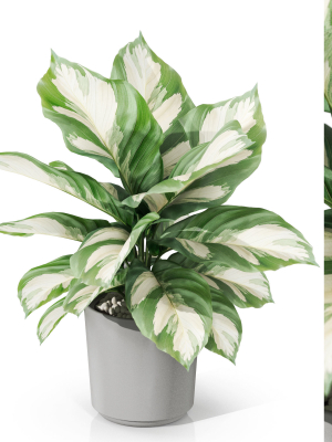 Plants collection 1038