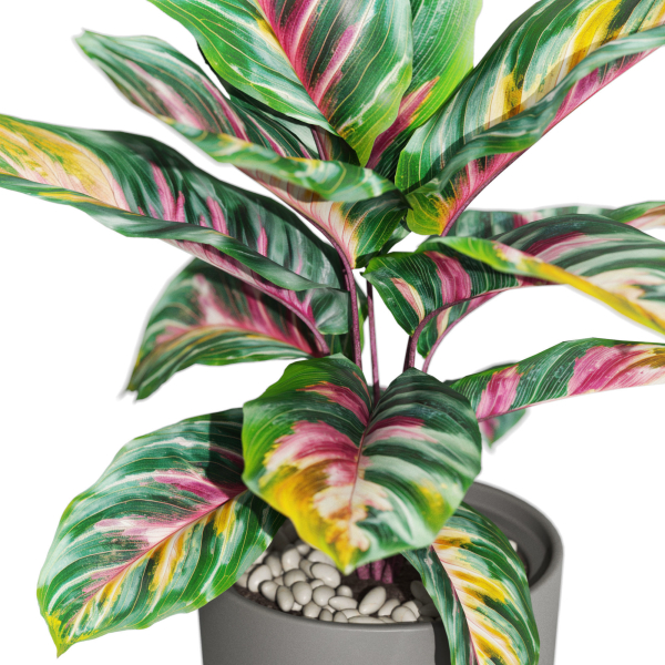 Plants collection 1039
