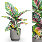 Plants collection 1039