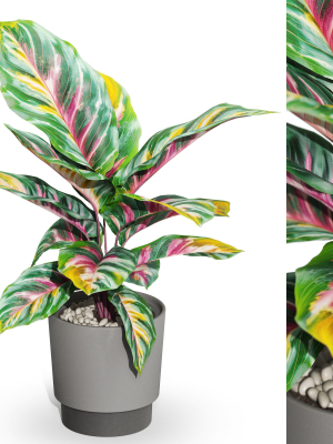 Plants collection 1039