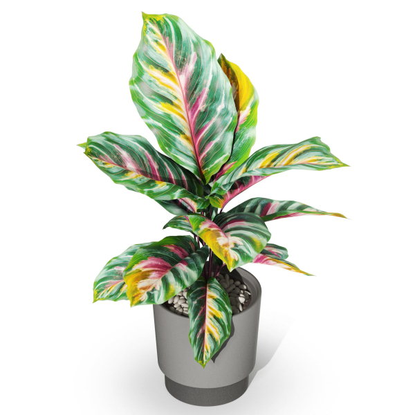 Plants collection 1039