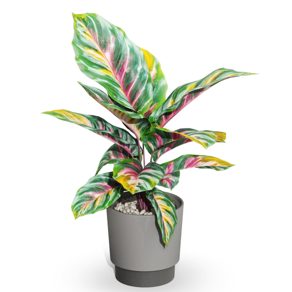 Plants collection 1039