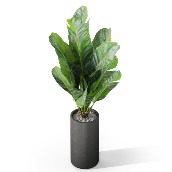 Plants collection 1040