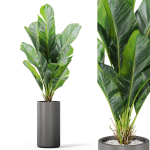 Plants collection 1040