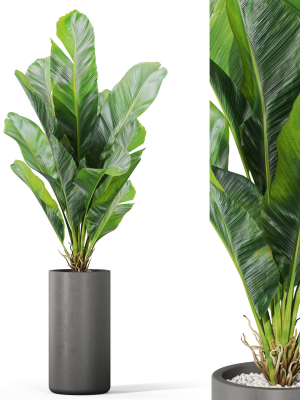 Plants collection 1040