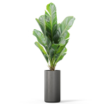 Plants collection 1040