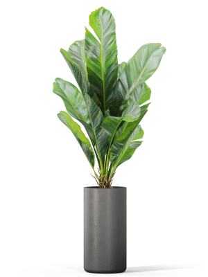 plants-collection-1040-3d-model-921f74e3fd