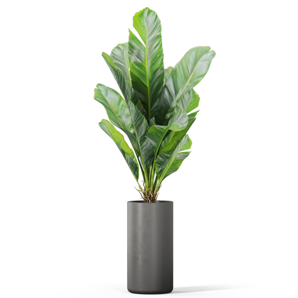 Plants collection 1040