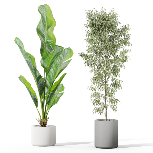 Plants collection 1041