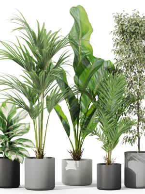 plants-collection-1041-3d-model-95339caa15
