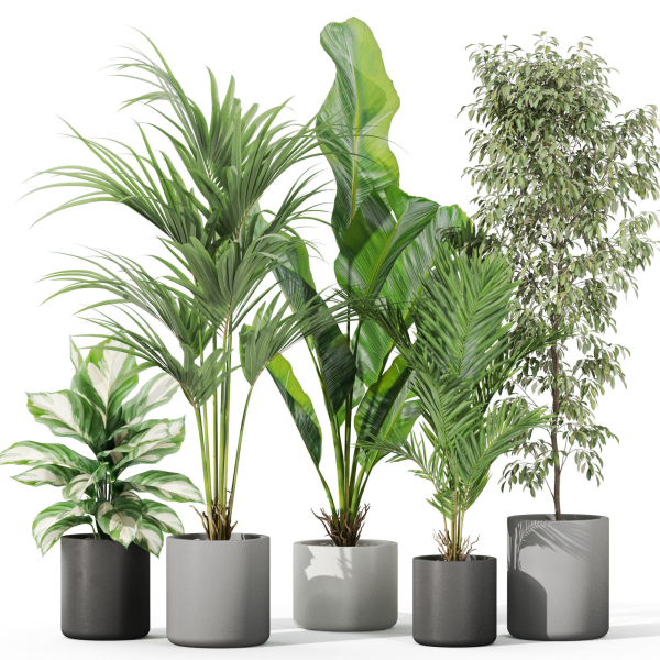 Plants collection 1041