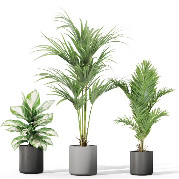 Plants collection 1041