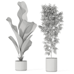 Plants collection 1041