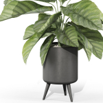 Plants collection 1042