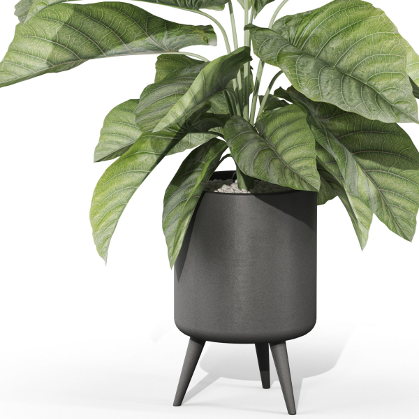 Plants collection 1042