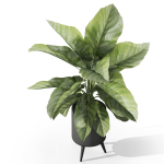 Plants collection 1042