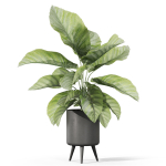 Plants collection 1042