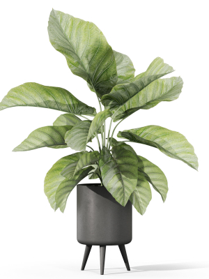 plants-collection-1042-3d-model-9ae356dae7
