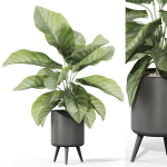 Plants collection 1042
