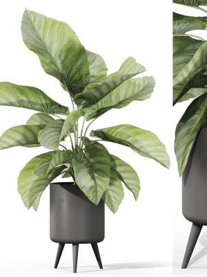 Plants collection 1042