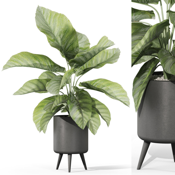Plants collection 1042