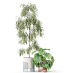 Plants collection 1043 Mambo Riviera