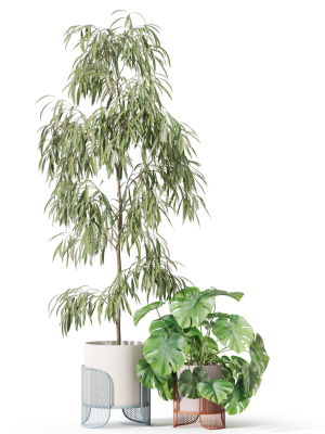 plants-collection-1043-mambo-riviera-3d-model-0b720d28be