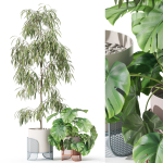 Plants collection 1043 Mambo Riviera