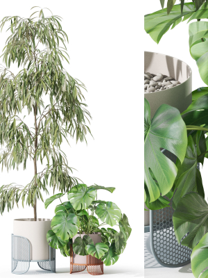 Plants collection 1043 Mambo Riviera