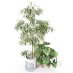 Plants collection 1043 Mambo Riviera