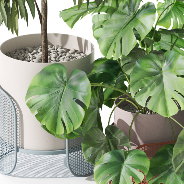 Plants collection 1043 Mambo Riviera