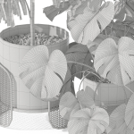 Plants collection 1043 Mambo Riviera