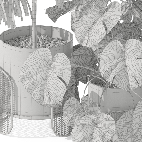 Plants collection 1043 Mambo Riviera