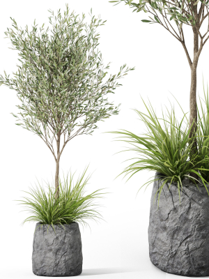 Plants collection 1045