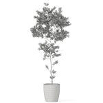 Plants collection 1048