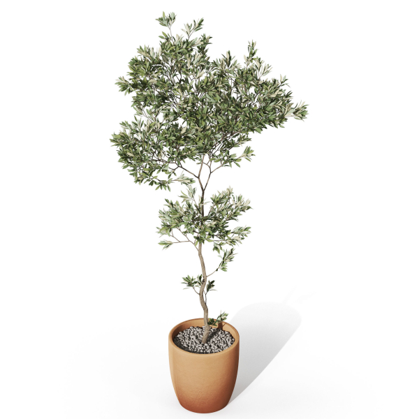 Plants collection 1048