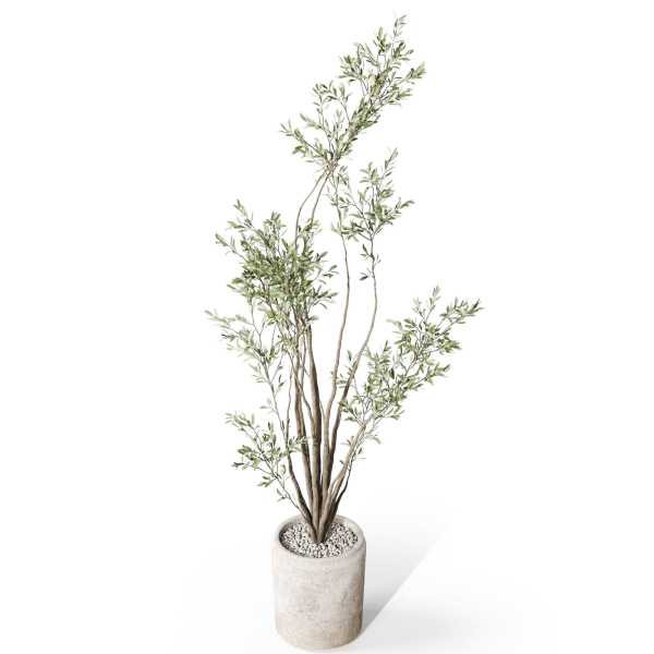 Plants collection 1053