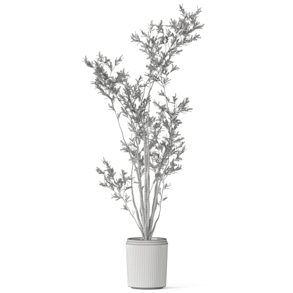 Plants collection 1053