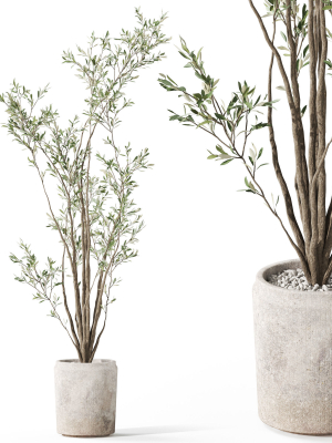 Plants collection 1053