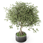 Plants collection 1055