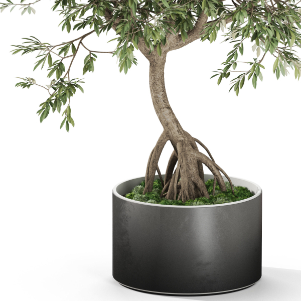 Plants collection 1055