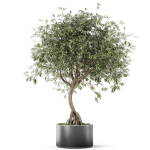 Plants collection 1055