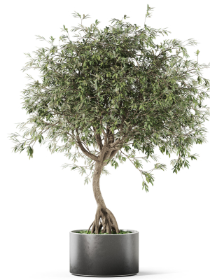 plants-collection-1055-3d-model-275d98531f