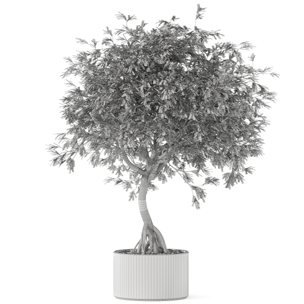 Plants collection 1055