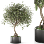 Plants collection 1055