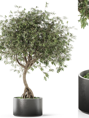 Plants collection 1055