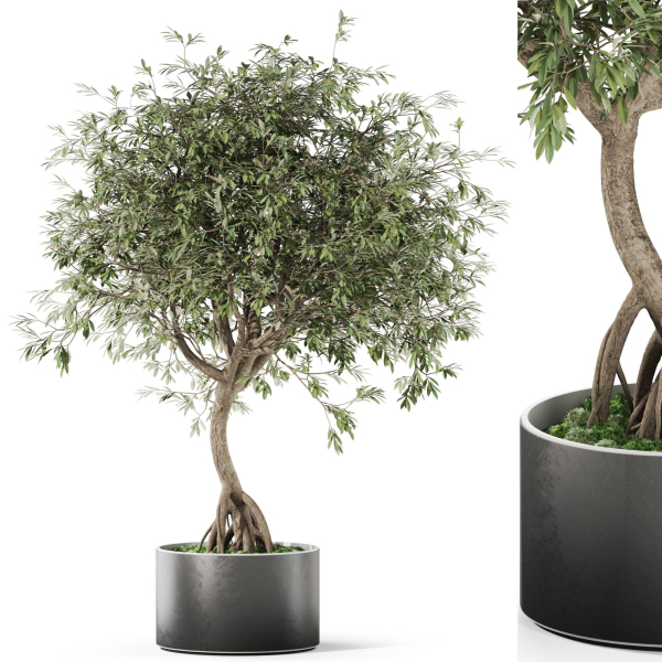 Plants collection 1055